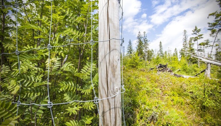 The difference between the inside and outside of the fence is huge. The deciduous forest thrives where moose don’t have access. The difference between the inside and outside of the fence is huge. The deciduous forest thrives where moose don’t have access.