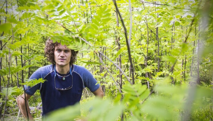 Who speaks on behalf of the rowan tree since it has no economic value? asks Anders Lorentzen Kolstad. Who speaks on behalf of the rowan tree since it has no economic value? asks Anders Lorentzen Kolstad.