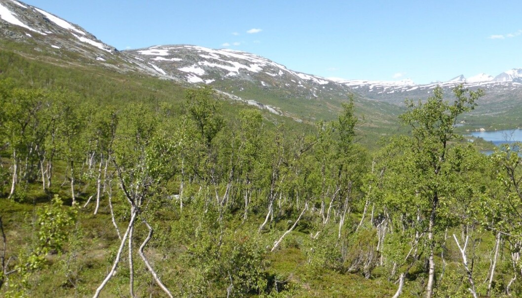 Det er ikke bare temperatur som påvirker tregrensa i fjellet. Det er ikke bare temperatur som påvirker tregrensa i fjellet.