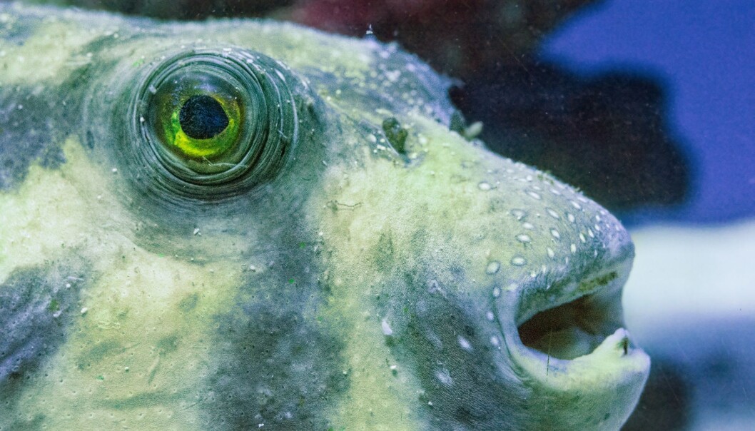 Japansk kulefisk har en dødelig gift. Men giften tjener kanskje som mer enn fiendeskremsel. Japansk kulefisk har en dødelig gift. Men giften tjener kanskje som mer enn fiendeskremsel.