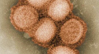Viktig skritt mot influensavaksine