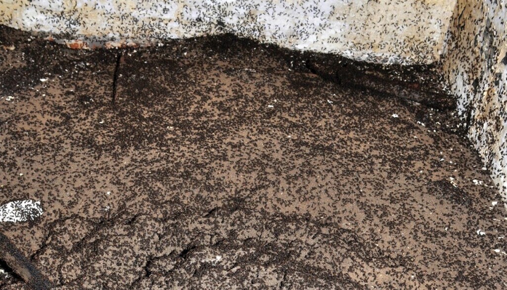 De pleier å leve i skogen, men disse maurene måtte klare seg i en kald og mørk bunker. De pleier å leve i skogen, men disse maurene måtte klare seg i en kald og mørk bunker.