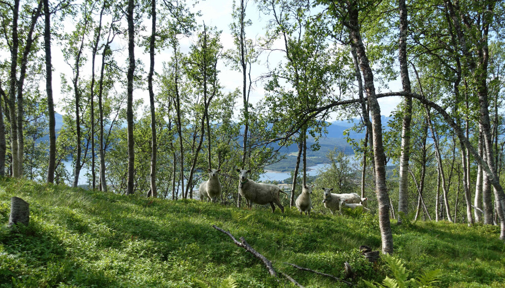 Disse sauene beiter godt i blåbærlyngen i en bjørkeskog, i Mestervik i Balsfjord. Disse sauene beiter godt i blåbærlyngen i en bjørkeskog, i Mestervik i Balsfjord.