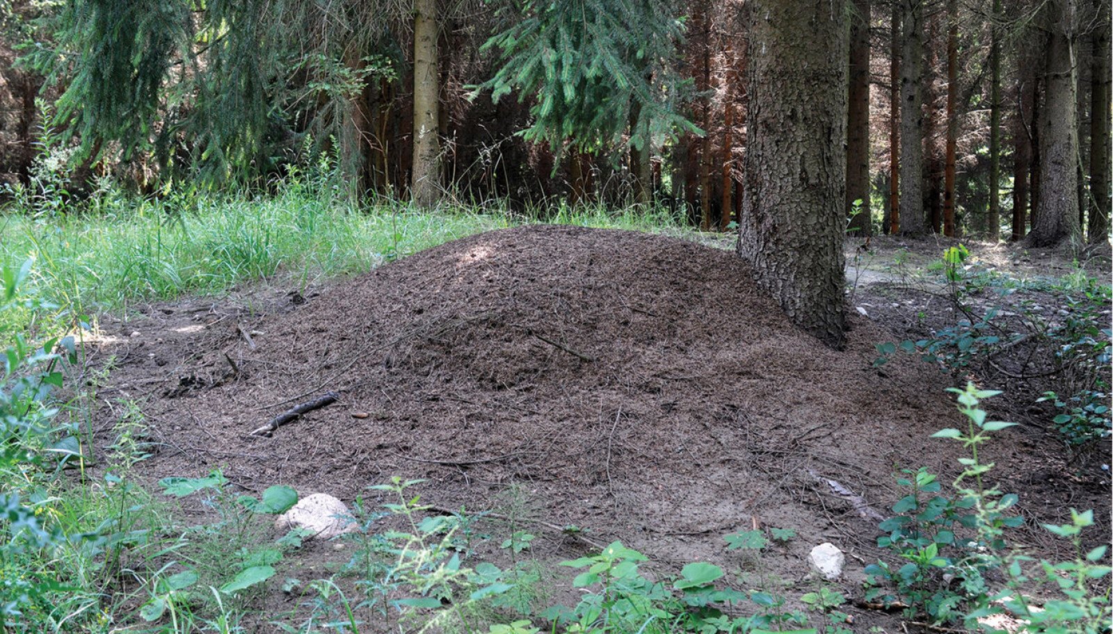 Maurene kan nå krabbe tilbake til tua som fortsatt ligger oppå lufteluka til bunkeren. Maurene kan nå krabbe tilbake til tua som fortsatt ligger oppå lufteluka til bunkeren.