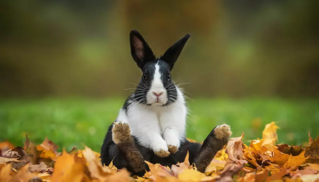 Hunn-kaniners kjønnsdrift påvirker hvor mange egg som løsner under paring. Forsker mener dette kan forklare kvinnelig orgasme.