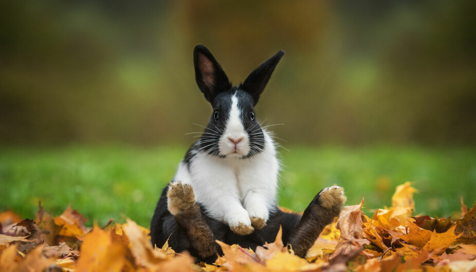 Hunn-kaniners kjønnsdrift påvirker hvor mange egg som løsner under paring. Forsker mener dette kan forklare kvinnelig orgasme.