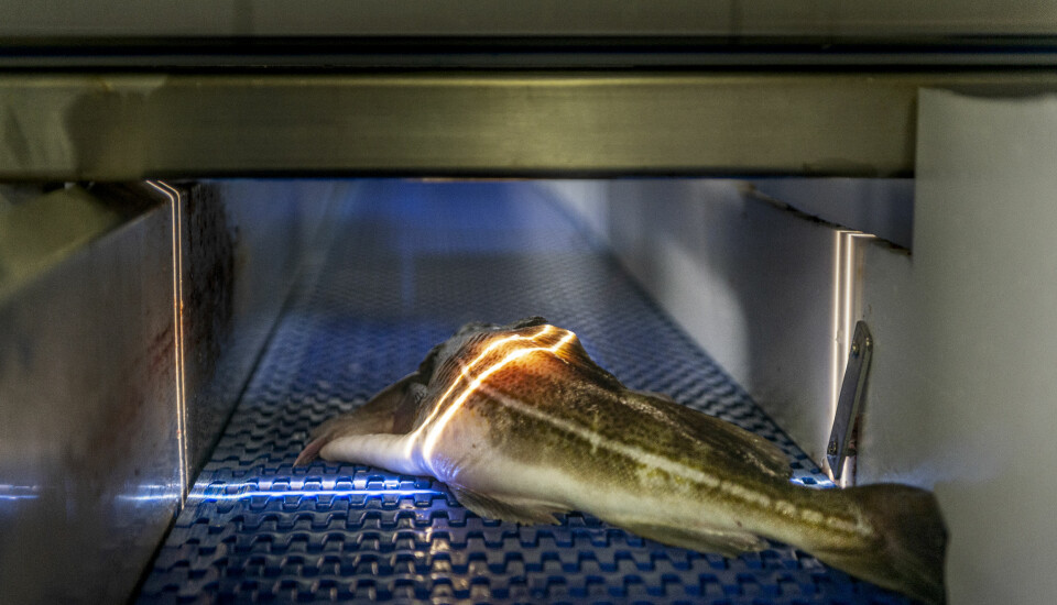 Using light - in technical terms referred to as hyperspectral imaging - on whole fish, makes it for the first time possible to provide an objective measurement of good quality already when whitefish is delivered on shore and to the processing plants (Photo: © Norsk Elektro Optikk)