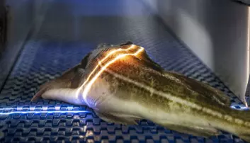 Using light to ascertain the quality of fish has the potential to revolutionize the fishing industry