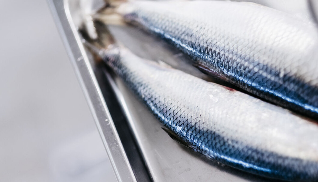 Herring oil has a high level of cetoleic acid, which serves as an omega-3 catalyst. Herring oil has a high level of cetoleic acid, which serves as an omega-3 catalyst.