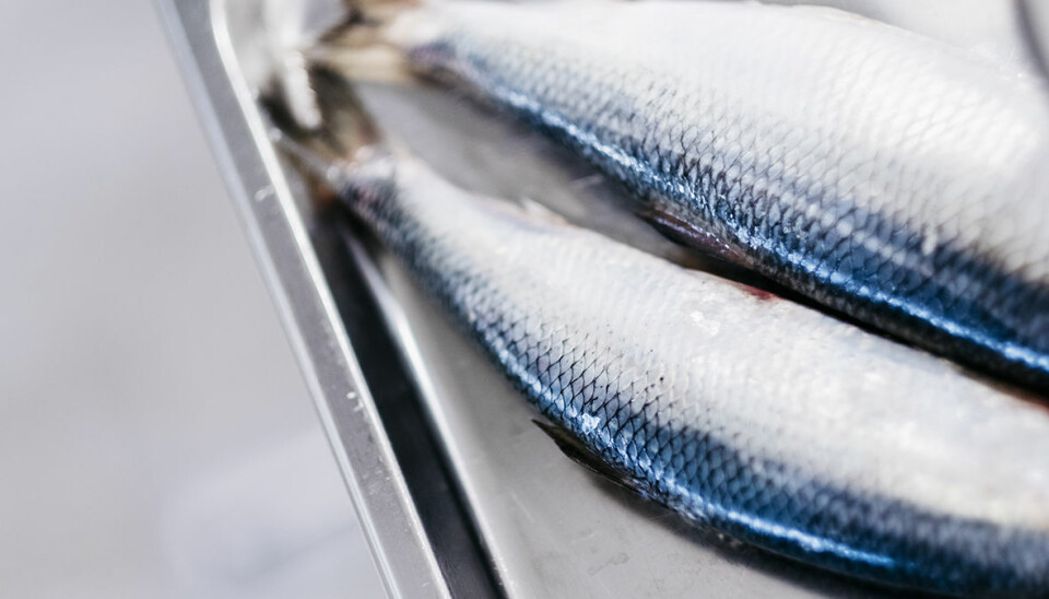 Herring oil has a high level of cetoleic acid, which serves as an omega-3 catalyst.