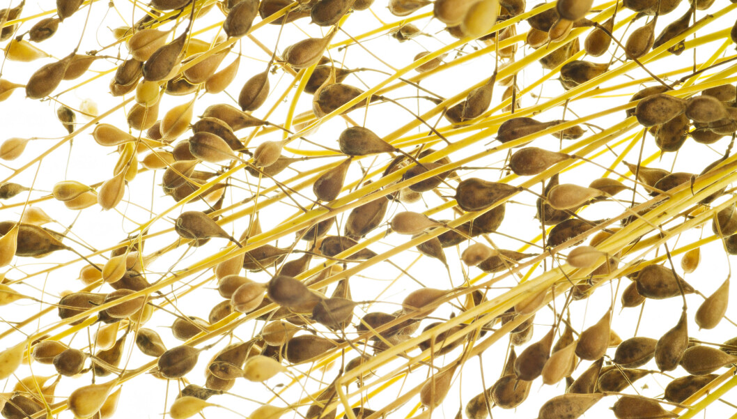 Camelina oil contains substances that are good in feed combinations with fish oil. Today, the oil is popular on the health food market. Camelina oil contains substances that are good in feed combinations with fish oil. Today, the oil is popular on the health food market.