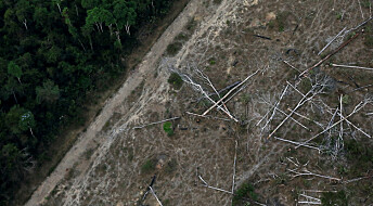 Kraftig økning i avskogingen i Amazonas