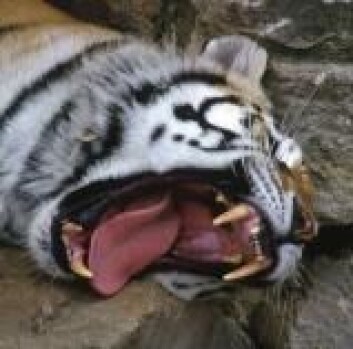 "Livet i zoologisk hage er bedagelig." "Livet i zoologisk hage er bedagelig."