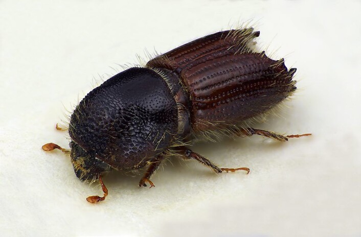 Granbarkbillen ble den det mest kjente skadeinsektet i Norge i 1970-årene. (Foto: Karsten Sund, Naturhistorisk museum.) Granbarkbillen ble den det mest kjente skadeinsektet i Norge i 1970-årene. (Foto: Karsten Sund, Naturhistorisk museum.)