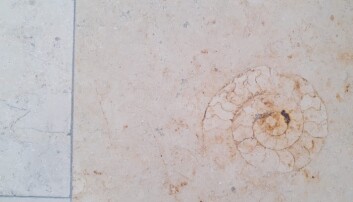 Gulvflisene i det geologiske instituttet ved Ludwig-Maximilians-universitetet skjuler jurasiske fossiler. Gulvflisene i det geologiske instituttet ved Ludwig-Maximilians-universitetet skjuler jurasiske fossiler.