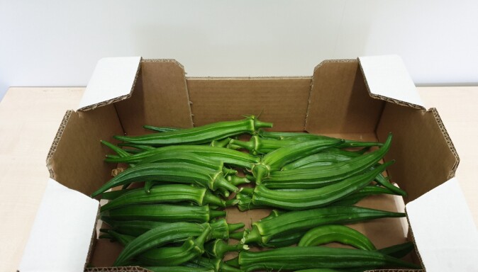 Okra er ei belgfrukt som opphavlig kjem frå Etiopia, og som blir etterspurt av forbrukarar frå fleire delar av verda. Okra er ei belgfrukt som opphavlig kjem frå Etiopia, og som blir etterspurt av forbrukarar frå fleire delar av verda.