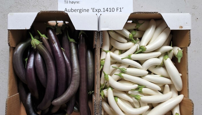 Frå andre delar av verda kan det hentast kvalitetsfrø som gir god avling av auberginar med ulik farge og form. Dette er to nye sortar: `Exp 1410 F1’ (t.v.) og ‘Kokila F1’ (t.h.). Frå andre delar av verda kan det hentast kvalitetsfrø som gir god avling av auberginar med ulik farge og form. Dette er to nye sortar: `Exp 1410 F1’ (t.v.) og ‘Kokila F1’ (t.h.).