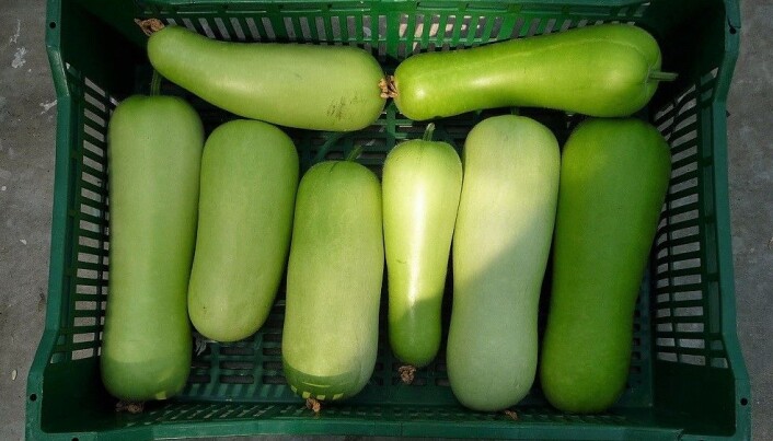 Bottle gourd (Legenaria siceraria) finst med ulike navn som flaskegresskar eller hvitblomstret kalebas. Modne frukter veg 500 til 700 gram. Bottle gourd (Legenaria siceraria) finst med ulike navn som flaskegresskar eller hvitblomstret kalebas. Modne frukter veg 500 til 700 gram.