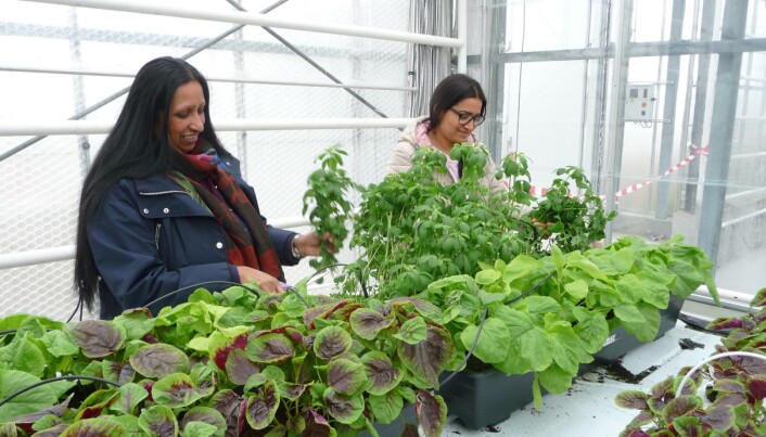 Prøveproduksjon av grønsakene Amaranthus og Fenugreek. Produksjon av eksotiske grønsaker kan bidra til god integrering trur avdelingsingeniør Geo van Leeuwen. Prøveproduksjon av grønsakene Amaranthus og Fenugreek. Produksjon av eksotiske grønsaker kan bidra til god integrering trur avdelingsingeniør Geo van Leeuwen.