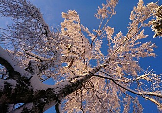 Under winter's spell: how trees slumber until spring