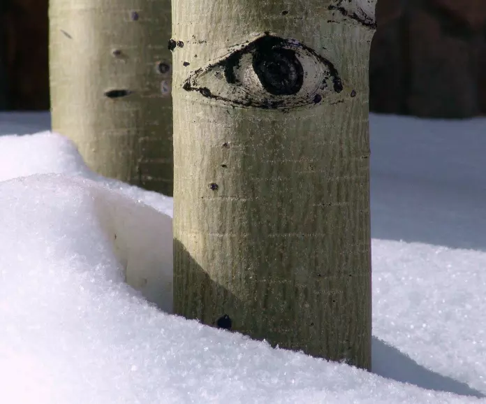 Aspen trees stay dormant in the winter, to protect their delicate tissues.