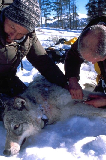 Ulv som blir merket. (Foto: U.S. Fish and Wildlife Service) Ulv som blir merket. (Foto: U.S. Fish and Wildlife Service)
