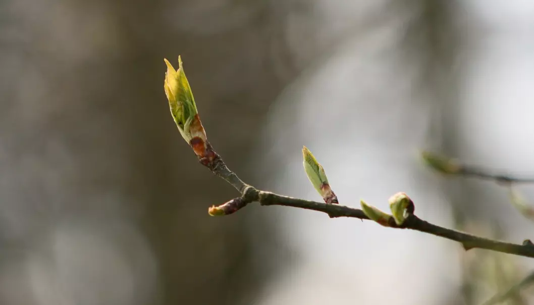 New leaves burst forth in spring, when longer daylight hours open up communication channels.