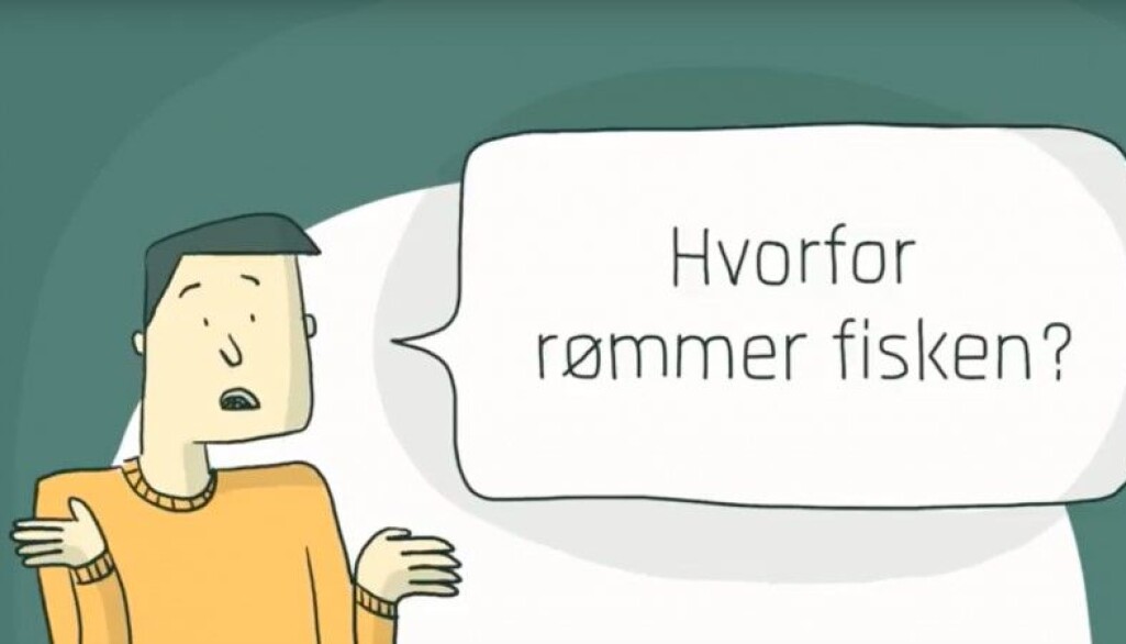 Hull i not sto for hele 76 prosent av rømt laks og regnbueørret ifølge forskere. Hull i not sto for hele 76 prosent av rømt laks og regnbueørret ifølge forskere.