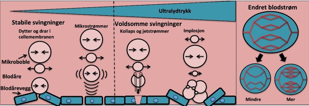 Mikrobobler i et ultralydfelt vil oscillere i takt med ultralydbølgen. Ved lave trykk vil boblene svinge kontinuerlig og påvirke nærliggende vev. Boblen kan dytte og dra på nærliggende celler, og det dannes mikrostrømninger i blodet som skaper mekanisk stress og «masserer» nærliggende vev. Ved høyere trykk vil man få mer voldsomme svingninger og kollaps av boblen som fører til sjokkbølger og jetstrømmer. Dette kan lage porer i blodåreveggen og i nærliggende vev, og kan ved svært høye trykk gi mekanisk skade. Fragmenter av boblen kan danne nye bobler som igjen kan oscillere videre. Behandlingen kan også endre blodgjennomstrømningen i kreftsvulsten Mikrobobler i et ultralydfelt vil oscillere i takt med ultralydbølgen. Ved lave trykk vil boblene svinge kontinuerlig og påvirke nærliggende vev. Boblen kan dytte og dra på nærliggende celler, og det dannes mikrostrømninger i blodet som skaper mekanisk stress og «masserer» nærliggende vev. Ved høyere trykk vil man få mer voldsomme svingninger og kollaps av boblen som fører til sjokkbølger og jetstrømmer. Dette kan lage porer i blodåreveggen og i nærliggende vev, og kan ved svært høye trykk gi mekanisk skade. Fragmenter av boblen kan danne nye bobler som igjen kan oscillere videre. Behandlingen kan også endre blodgjennomstrømningen i kreftsvulsten