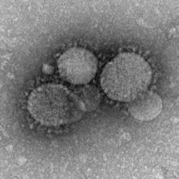 MERS-viruset. (Foto: Wikimedia commons) MERS-viruset. (Foto: Wikimedia commons)