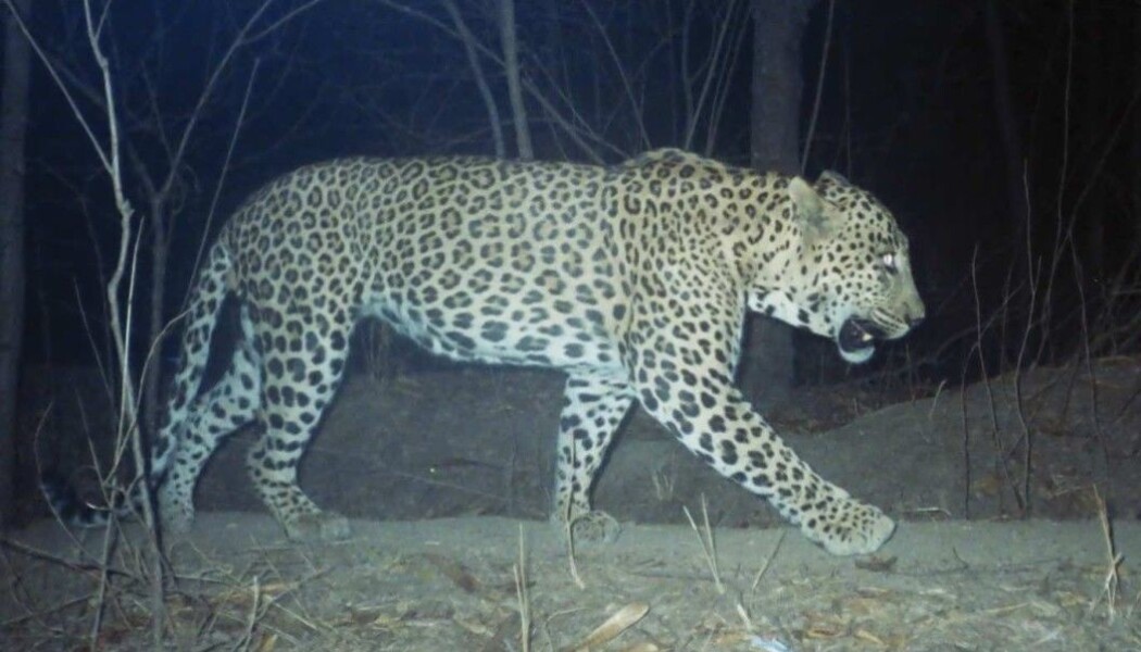 Leoparden jakter bare om natten. Da bør folk og husdyr holde seg inne. Leoparden jakter bare om natten. Da bør folk og husdyr holde seg inne.