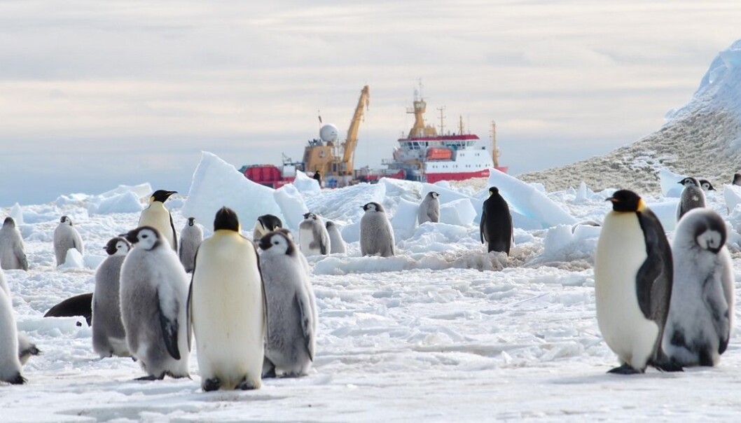 Pingviner møtte forskningsskipet R.V. Shackleton ved isbremmen i Weddellhavet i 2013. Pingviner møtte forskningsskipet R.V. Shackleton ved isbremmen i Weddellhavet i 2013.