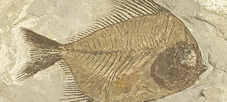 Fossil (foto; clipart)
