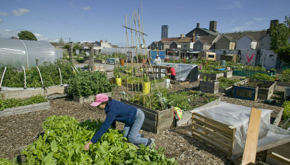 Community member cultivating lettuce and harvesting raised bed on former football pitch – Vetch field – now community allotment, Swansea West Glamorgan, Wales, UK.