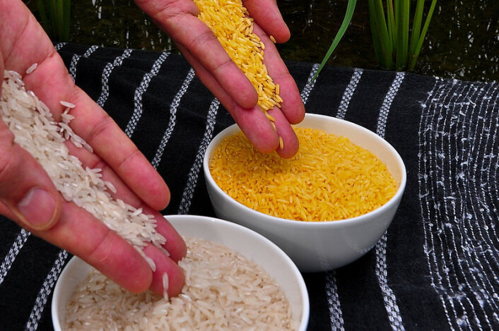 Vanlig ris og Golden rice. (Foto: International Rice Research Institute (IRRI)/Wikimedia Commons) Vanlig ris og Golden rice. (Foto: International Rice Research Institute (IRRI)/Wikimedia Commons)