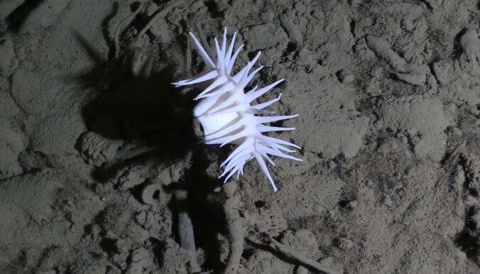 Her er en anemone som lever på store dyp, her 3500 meter under overflaten. Her er en anemone som lever på store dyp, her 3500 meter under overflaten.