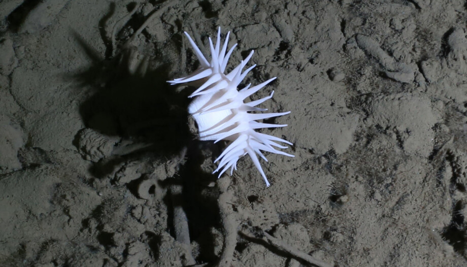Her er en anemone som lever på store dyp, her 3500 meter under overflaten.