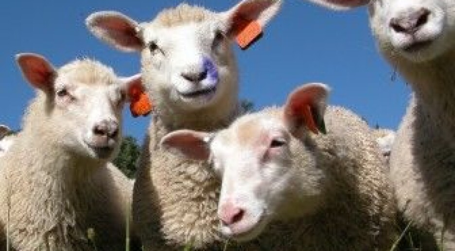 Miljøgifter påvirker stresshormon