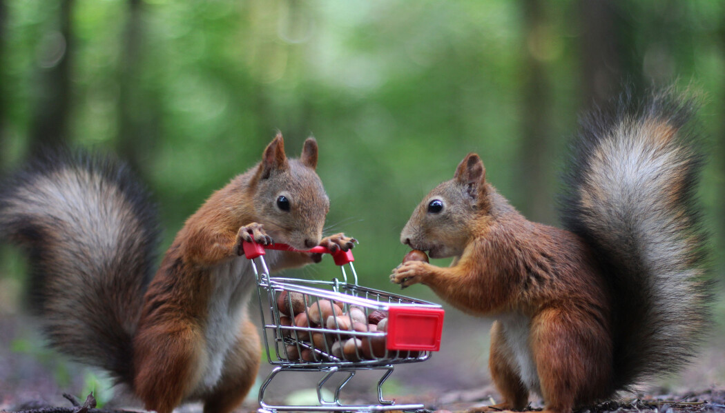 No er det Black Friday i skogen! (Foto: Shutterstock) No er det Black Friday i skogen! (Foto: Shutterstock)