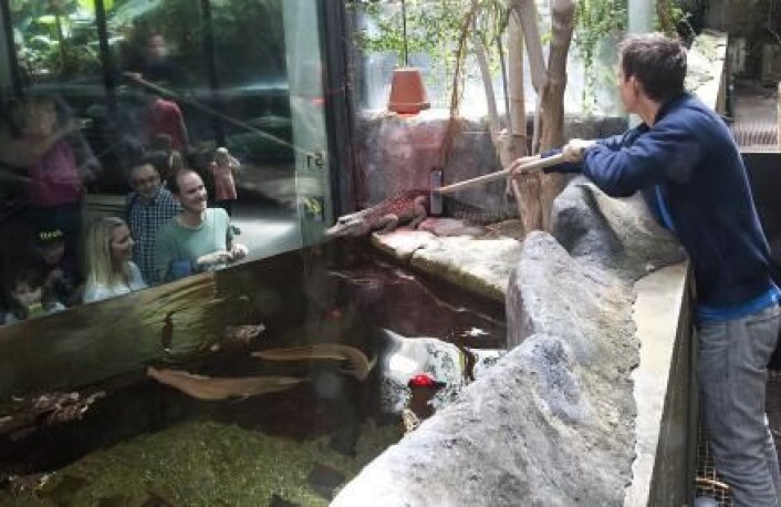 En doven krokodille i Danmarks Akvarium. I Den Blå Planet håper man blant annet å få en stor saltvannskrokodille. (Foto: Peter Hauerbach) En doven krokodille i Danmarks Akvarium. I Den Blå Planet håper man blant annet å få en stor saltvannskrokodille. (Foto: Peter Hauerbach)