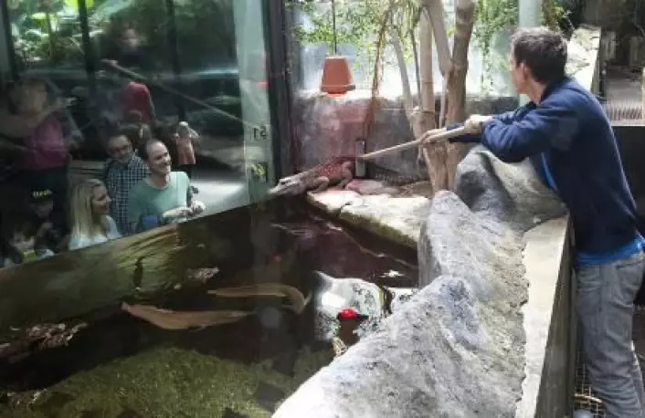 En doven krokodille i Danmarks Akvarium. I Den Blå Planet håper man blant annet å få en stor saltvannskrokodille. (Foto: Peter Hauerbach)
