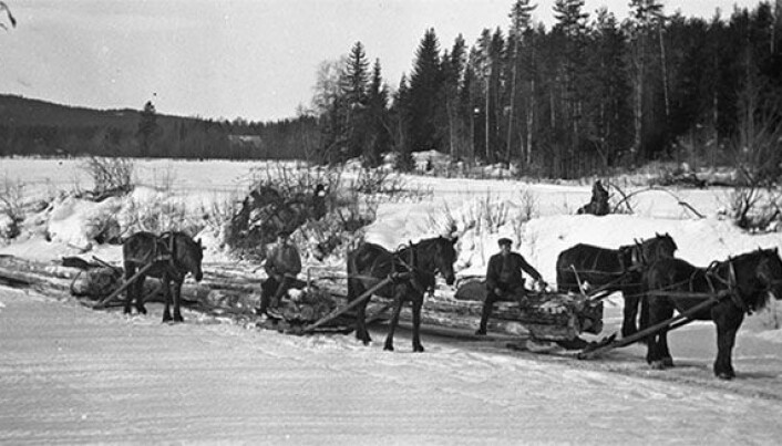 Tømmerkjøyring med hest. Tømmerkjøyring med hest.