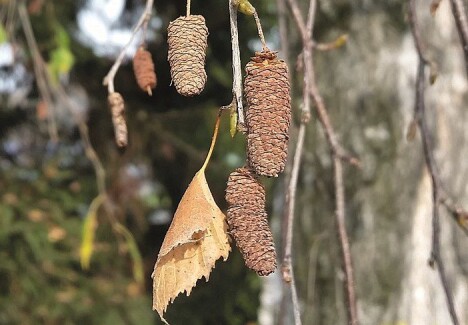 I haust har bjørketrea vore tettpakka med rakler. Dersom du klemmer på ei slik rakle, får du handa full av små bjørkefrø! (Foto: Giovanni Caudullo - Own work, CC BY 4.0, https://bit.ly/34iSTsB) I haust har bjørketrea vore tettpakka med rakler. Dersom du klemmer på ei slik rakle, får du handa full av små bjørkefrø! (Foto: Giovanni Caudullo - Own work, CC BY 4.0, https://bit.ly/34iSTsB)