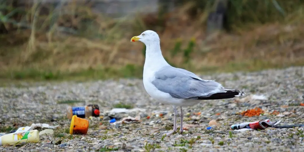 På lang sikt ønsker forskerne å undersøke om inntak av mikroplast påvirker hekkesuksessen og overlevelsen av sjøfugl. På lang sikt ønsker forskerne å undersøke om inntak av mikroplast påvirker hekkesuksessen og overlevelsen av sjøfugl.