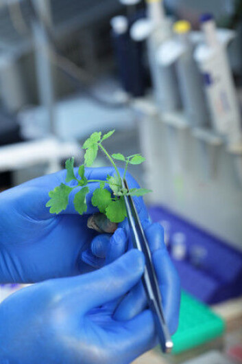 God og relevant kunnskap om GMO er i dag lite tilgjengelig, skriver kronikkforfatteren. (Foto: Colourbox) God og relevant kunnskap om GMO er i dag lite tilgjengelig, skriver kronikkforfatteren. (Foto: Colourbox)