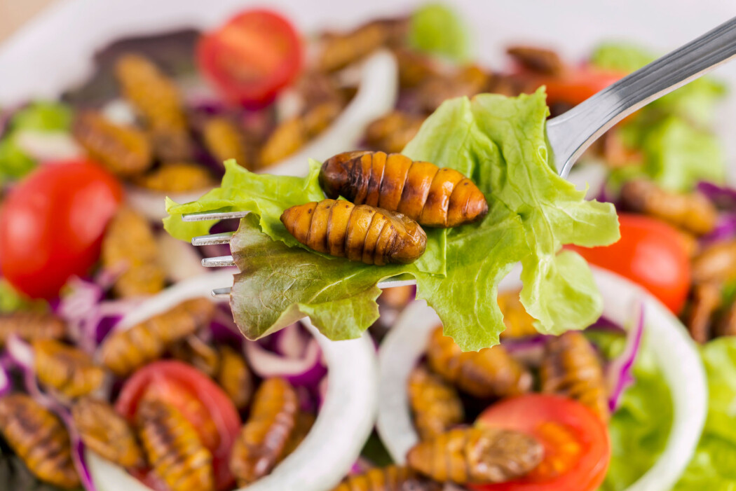 Må vi spise insekter hvis vi ikke skal ødelegge klimaet? Økologisk? Kortreist? Må vi spise insekter hvis vi ikke skal ødelegge klimaet? Økologisk? Kortreist?