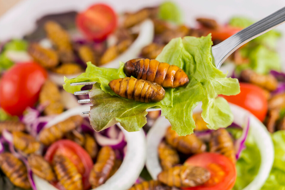 Må vi spise insekter hvis vi ikke skal ødelegge klimaet? Økologisk? Kortreist?