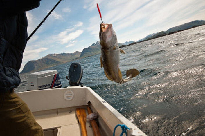Ny kunnskap viser at kysttorsk og skrei har svært unike genetiske ressurser. Derfor kan vi ikke regne med ”etterfylling” av skrei der kysttorsken svikter eller omvendt. (Foto: Colourbox) Ny kunnskap viser at kysttorsk og skrei har svært unike genetiske ressurser. Derfor kan vi ikke regne med ”etterfylling” av skrei der kysttorsken svikter eller omvendt. (Foto: Colourbox)