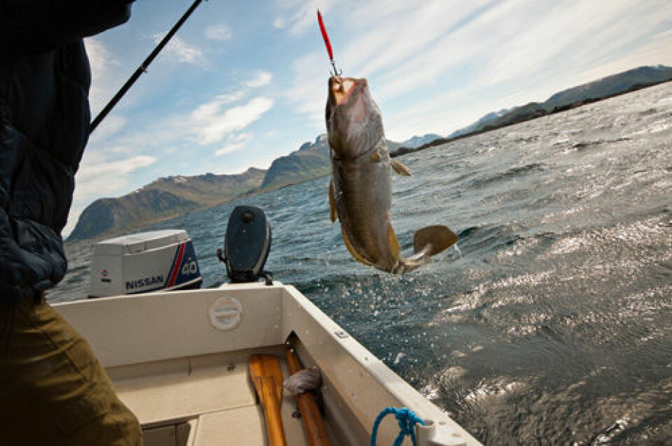 Norsk kysttorsk er truet av kraftig nedgang i bestandene. (Foto: Colourbox)