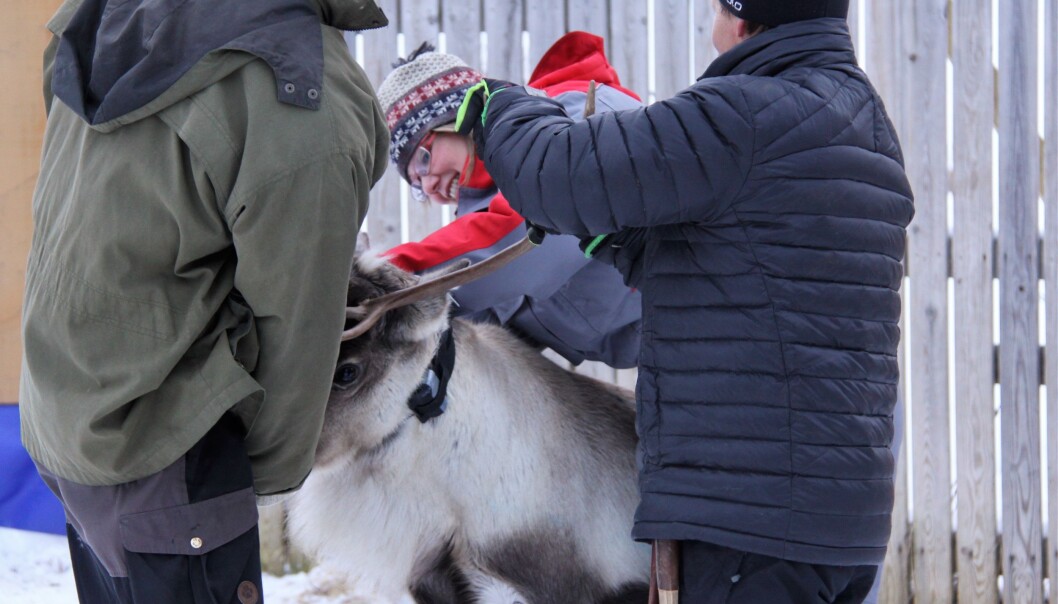 Forsker Grete H.M. Jørgensen fra NIBIO setter på klave med sender. Kanskje går denne reinen en tryggere vinter i møte. Forsker Grete H.M. Jørgensen fra NIBIO setter på klave med sender. Kanskje går denne reinen en tryggere vinter i møte.